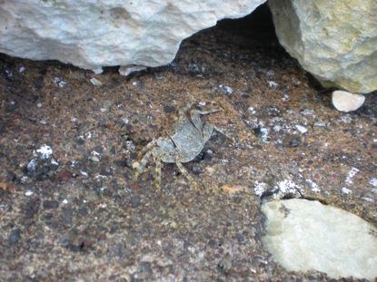 Crab cove